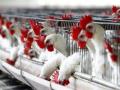 ОАЭ сняли ограничения на импорт продуктов птицеводства из Украины