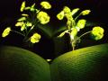 В США вывели светящиеся растения