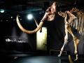 Во Франции за 548 тысяч евро продали скелет мамонта