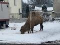 В Тернопольской области передвижной цирк бросил верблюда