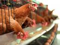 Украинский производитель мяса птицы отказался от покупки птицефабрики в Польше