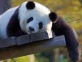 "Панда-дипломатія". Китай забирає своїх панд із зоопарків США