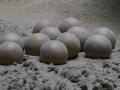 Камінь, що містить агат, виявився яйцем динозавра, якому 60 млн років