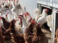 Ирак планирует инвестировать $15 миллионов в производство украинской курятины