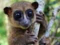 На Мадагаскаре нашли новый вид лемуров
