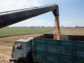 Назвали безхазяйним. Росіяни викрали майже 900 тонн зерна у Луганській області