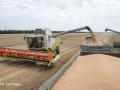 Мінагрополітики покращило прогноз збору зернових в Україні через рекордну урожайність