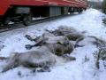 В Норвегии за последние дни поезда убили более 100 северных оленей