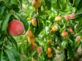 Чому у персика закручується листя і як з цим боротися: перевірені способи