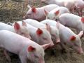 В Украине поголовье свиней за год уменьшилось более чем на полмилиона голов