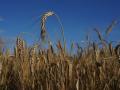 Китай відмовився купувати у Росії зерно, - Bloomberg