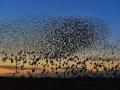 В Херсонской области погибли около пяти тысяч диких птиц