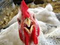 Ирак снял запрет на импорт продукции птицеводства из Украины