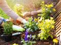 Місячний посівний календар на травень 2023 року: що садити та сіяти в саду і на городі