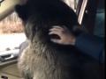Мажер усадил медведя в Mercedes и повез на «спаринг»