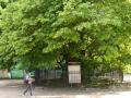 В Киеве 500-летний дуб защитят от «неразумных туристов»