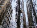 В Одессе кота двое суток снимали с дерева