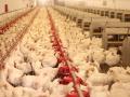 Цены на куриное мясо в Украине обгоняют европейские - эксперт