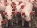 Украина за семь месяцев на экспорте свинины заработала $8,3 миллиона