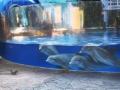 В США дельфины любовались белками, посетившими океанариум