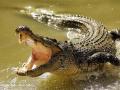 На Шри-Ланке крокодил убил 24-летнего корреспондента Financial Times