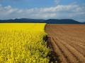 Отсутствие оборота земель усиливает развитие теневых схем – Институт аграрной экономики Украины