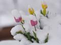 Де в Україні знову будуть сильні заморозки: прогноз погоди на 15 травня