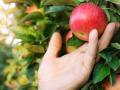 У світі назрів дефіцит популярного продукту: українців попередили про зростання цін