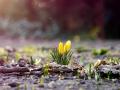 В Україну "вривається" справжня весна: де 22 березня буде найтепліше