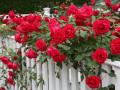 Чим та скільки разів підживлювати троянди навесні, щоб цвіли ціле літо
