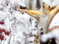 Хмарність, місцями невеличкий сніг: прогноз погоди в Україні на 15 січня