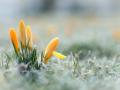 У лютому в Україну прийде коротка "весна"