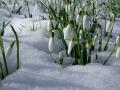 Потепління до +11 та мокрий сніг: якою буде погода в Україні на початку лютого