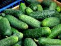 В Україні ціни на огірки стрімко падають: скільки зараз коштує кілограм
