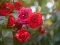 Для пишного квітіння впродовж цілого літа: чим підживити троянди навесні