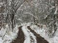 Чи припиняться снігопади в Україні найближчими днями: прогноз синоптиків