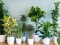 4 кімнатні рослини, які захищають від вірусів та бактерій: хвороби з ними не страшні
