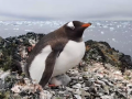 Українські полярники показали пінгвінів, які гніздяться на небувалій висоті