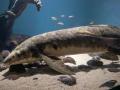 Найстарша акваріумна риба: скільки їй років та який має вигляд