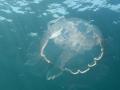 Ховається на глибині від людей: біля берегів Антарктиди зафільмували 10-метрову медузу