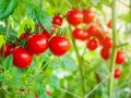 Те, що потрібно для врожаю: садівники назвали оптимальну температуру для вирощування помідорів
