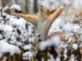Прогноз погоди в Україні на 20 листопада: які області засипле снігом