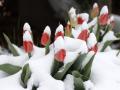 Прогноз погоди на 15 березня: місцями в Україні дощитиме, буде сильний вітер, температура - до +14°