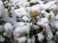 Коли прийде весняне тепло: прогноз погоди в Україні на п'ять днів
