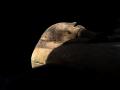 Вчені розкрили таємницю стародавньої мумії русалки