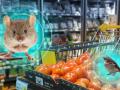 Супермаркети в Києві "атакують" горобці, таргани та миші: що відбувається