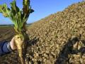 Українські аграрії накопали перший мільйон тонн цукрових буряків