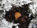 У Києві найближчими днями очікується сніг