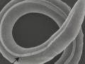 Замороженого на 46 000 років черв'яка повернули до життя – він почав народжувати дітей