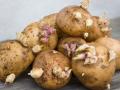 Як зберігати картоплю у квартирі чи погребі, щоб вона не проросла і не зіпсувалася